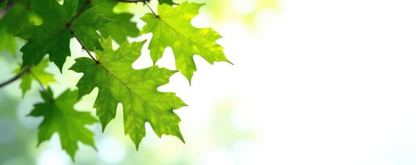 Large oak leaves isolated against snowy white, green, rustic, oaks