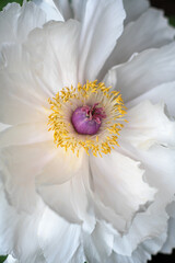 白い牡丹の花のクローズアップ