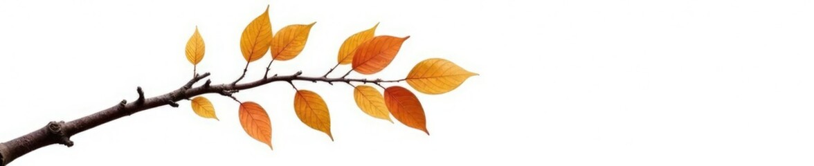 Fototapeta premium Single birch branch isolated on white background, branch, trees