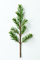 Fototapeta premium Single branch of the pine tree against white background, thin, twig