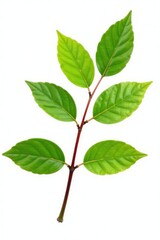 Fototapeta premium Single branch against white with leaves and stem details on background, branch, branches