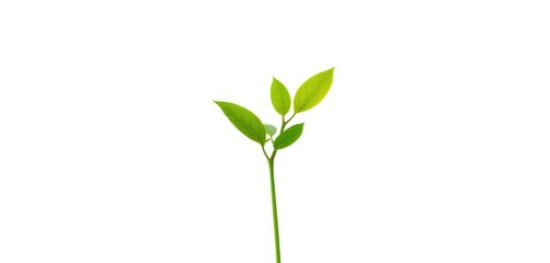 Fototapeta premium Single vibrant green plant, isolated on pure white backdrop, close-up, backdrop
