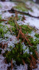 Moss and Frost