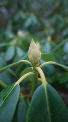 Blooming green plant