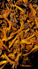 Cooked brown chantarelles 