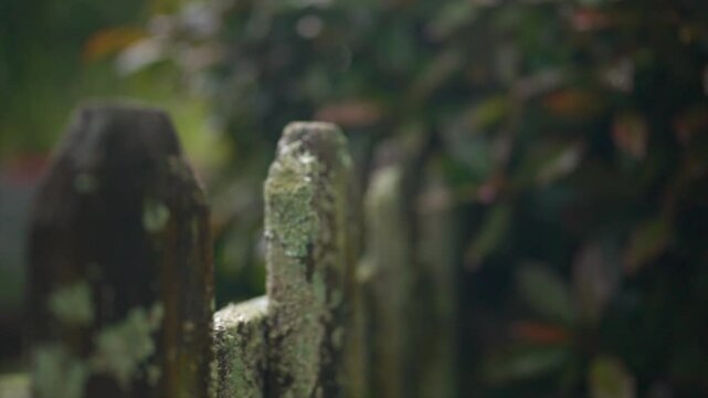 A smooth slow-motion gimbal shot moving backwards alongside an aged wooden garden fence covered in lush green moss.