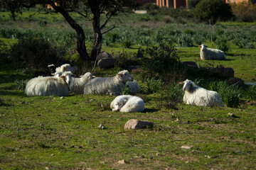 flock of sheep and sheepdog. Sardinia, Italy