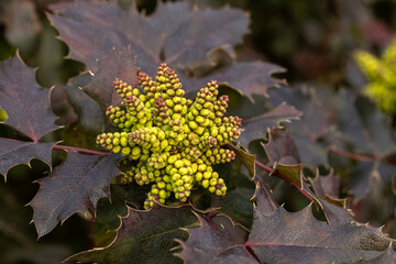 Close-up shot of a barberry flower against a background of burgundy leaves in spring in the park