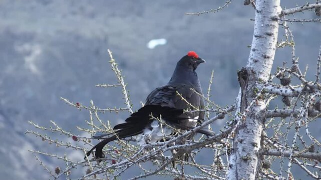 fagiano di monte (Lyrurus tetrix) black grouse