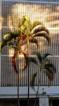 Tropical pattern, palm tree with cobogo ventilation system