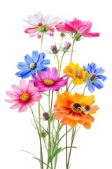 Flower bouquet asteraceae outdoors blossom.