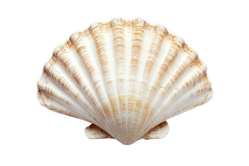 A minimalist composition featuring a single sca on transparent background