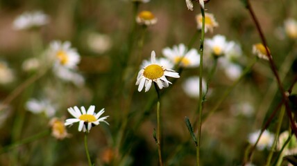 daisies in a field