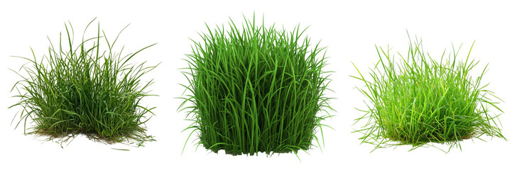 PNG Grass set isolated on white background, fresh natural blades
