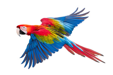 Obraz premium Scarlet macaw parrot flying isolated on white background. Macaw Ara (Ara chloropterus) bird