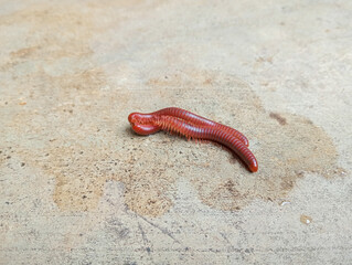 A couple of milipede mating in the summer on the cement. 