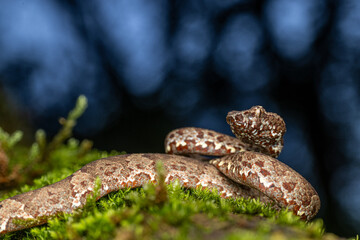 Malabar pit viper against dark canop in the Western Ghats