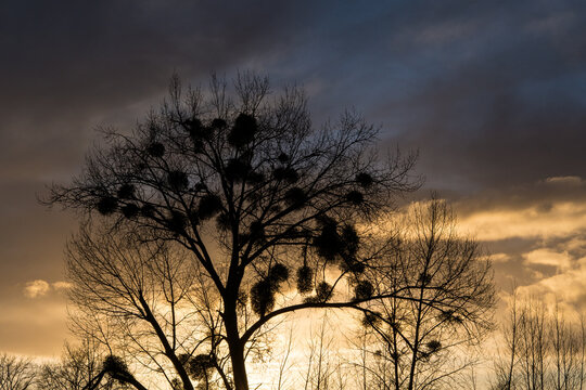 Mistletoe on a tree at sunset
