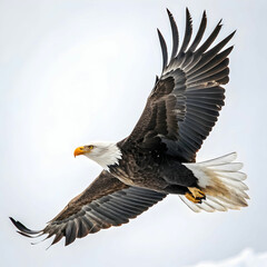 Fototapeta premium An eagle is a large, powerful bird of prey known for its keen vision