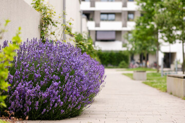 Landscaping Lavender of Residential Building. Lavender flower along Street Fence in Backyard. Lavender Bush for City Landscape.  © Maryana