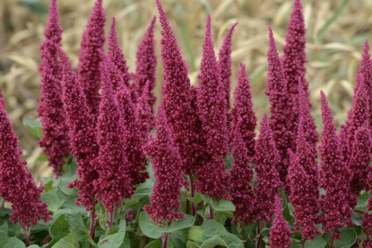 Fototapeta Pigweed Flower: Beautiful Flora of Galicia, Spain's Wild Botany