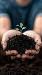 Hands Holding Fresh Soil with Green Seedling Symbolizing Growth, Nature, and Sustainability in Organic Farming