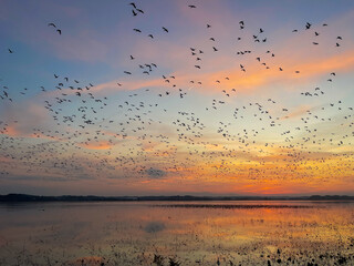 伊豆沼のマガン