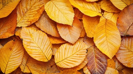 Fototapeta premium A golden canvas, adorned with intricate patterns of leaves, whispering tales of autumn's gentle touch. 