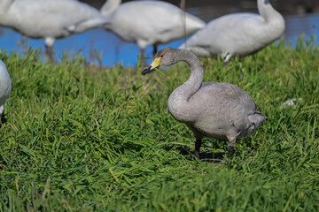 オオハクチョウ