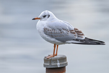 ユリカモメ第一回冬羽