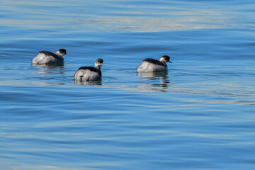 ハジロカイツブリ