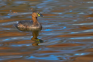 カイツブリと水面