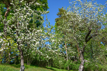 Blooming Garden. Spring in the Tarkhany estate. Penza region, Russia