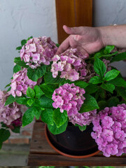 Hand is touching a pink flower