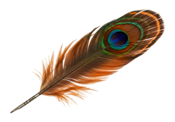 Vibrant and Colorful Peacock Feather Isolated on a White Background for Creative and Artistic Design Projects