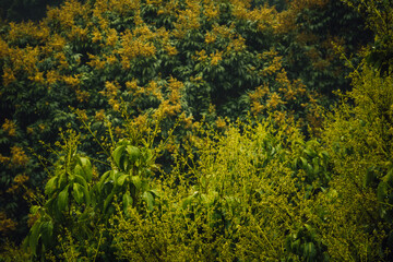 Lychee  tree with flowers in spring