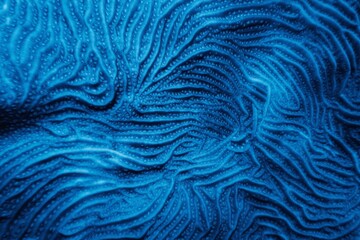 Organic texture of  Whitestar Sheet Coral - Agaricia lamarcki. Hard coral as an abstract background
