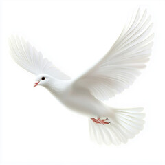 A white dove in mid flight with open wings