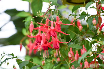 フクシア「カーディナル」fuchsia