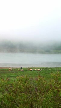 Misty morning on the lake with low clouds and a flock of sheep and their shepperd
