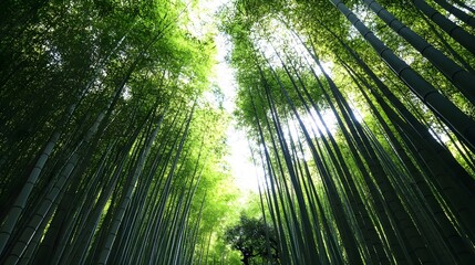 Fototapeta premium a serene bamboo forest with tall, green stalks creating a natural tunnel.