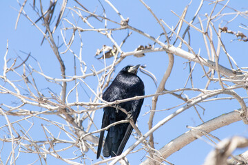 Bird, animal idea concept. A rook (Corvus frugilegus) perched on a tree branch on a snowy day. Ornithology. Alone rook.	
