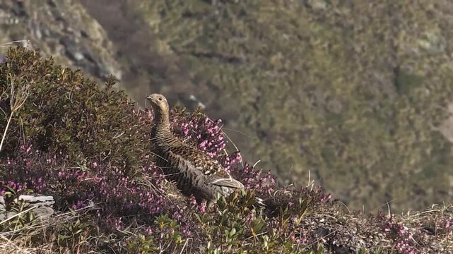 fagiano di monte (Lyrurus tetrix) black grouse