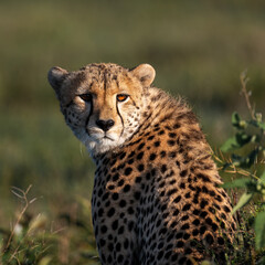 portrait of cheetah in serengeti national park