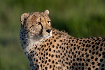 portrait of cheetah in serengeti national park