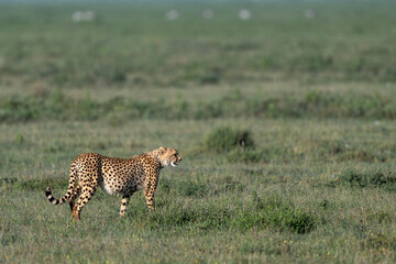 cheetah in serengeti national park