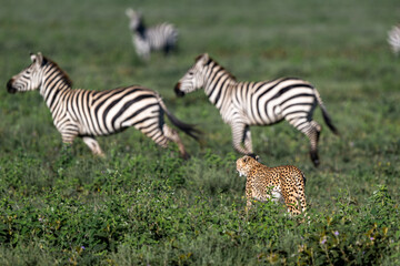 cheetah stalking zebras in serengeti national park, Tanzania