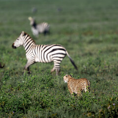 cheetah stalking zebras in serengeti national park, Tanzania
