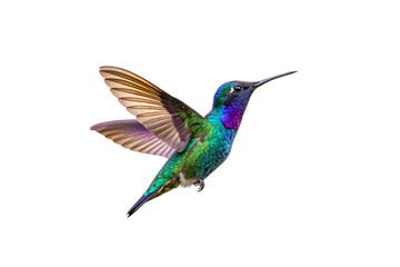 Fototapeta premium A dazzling hummingbird with shimmering blue, green, and purple feathers, captured mid-flight, its delicate wings frozen in time, radiating speed, isolated on a transparent background