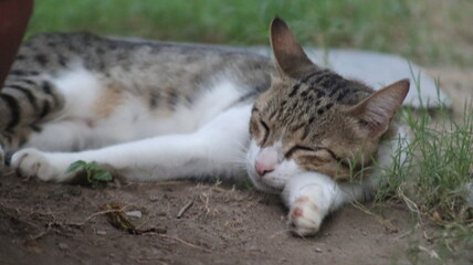 White and brown cat sleeping in garden